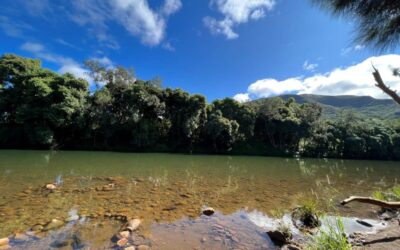 TERRAIN NON BATI à DUMBÉA à la VENTE