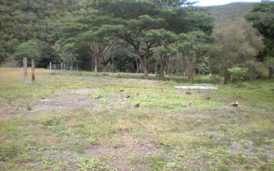 TERRAIN à SARRAMÉA à la VENTE